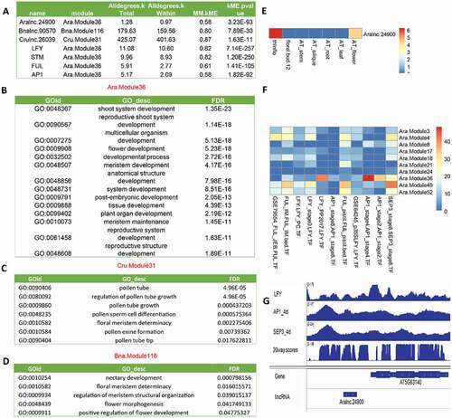 Figure 7. The functionality of Aralnc.24900 and its homologs based on co-expression analysis. (A) Characteristics of Aralnc.24900 and its homologs in Ban and Cru as well as the transcription factors interacting with Aralnc.24900. (B) GO annotation of the genes co-expressed with Aralnc.24900 in Ara.Module36 in Arabidopsis thaliana. (C) GO annotation of the genes co-expressed with Crulnc.26039 in the module of Cru.Module31 in Capsella rubella. (D) GO annotation of the genes co-expressed with Bnalnc.90570 in the module of Bna.Module116 in Brassica napus. (E) The expression pattern of Aralnc.24900 in different tissues of A. thaliana. (F) The enrichment of transcription factors (AP1, SEP3, LFY, and FUL) interacting with Aralnc.24900 in different flower-related co-expression modules. (G) The coverage map showing Aralnc.24900 bound by LFY, AP1 and SEP3 TFs in A. thaliana. 20way.plants.bw: the track of PhastCons scores.