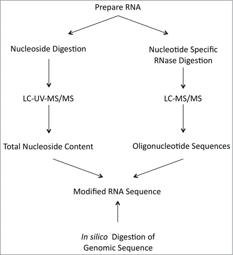 Figure 5. Protocol for the determination of post-transcriptionally modified nucleosides in RNA.