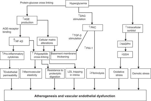 Figure 2 The contributions of hyperglycemia to vascular endothelial dysfunction and atherogenesis are mediated through several processes, including increased production of advanced glycation end products, activation of protein kinase C and sorbitol. These factors serve to enhance inflammatory processes including the activation of NF-κβ and the production of pro-inflammatory cytokines. In turn, these factors cause injury to the vascular endothelium. This final common mechanism promotes atherogenesis and facilitates the vascular complications of diabetes.