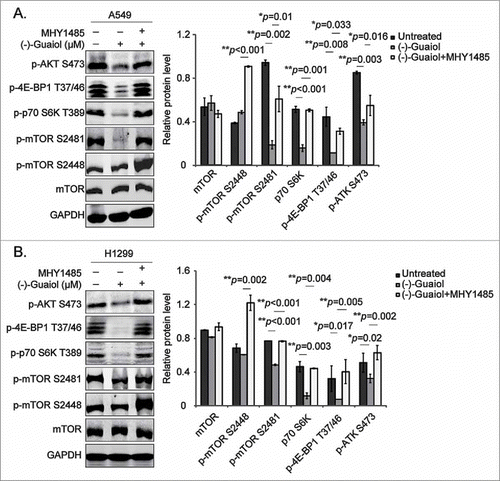 Figure 3. (−)-Guaiol induces autophagy by targeting mTOR pathways in NSCLC cells. A-B. Western blotting analysis of total protein from A549 (A) and H1299 (B) cells treated with or without (−)-Guaiol or (−)-Guaiol+MHY1485 in serum free medium for 24 h were conducted with indicated antibodies, taking GAPDH used as the internal control. The relative protein levels, which were used to statistical analysis, were calculated by normalizing the densitometry of treated cells to that of untreated cells.