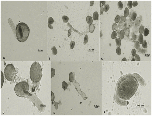 Figure 2. The change on pollen tube growth in H. orientalis after 24 h: (A) control; (B) elbow formation on pollen tube, 0.125 M QPE; (C) swelling at the tip of the tube, 0.125 M QPE; (D) weak pollen tubes, 0.25 M QPE; (E) expanded pollen tube and vacuolization, 0.25 M QPE; (F) weak and undulating tubes and swelling, 0.25 M QPE. Abbreviations: QPE: quizalofop-p-ethyl.