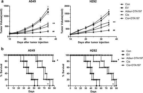 Figure 5. Tumor volume (a) and survival time (b) of the mice treated with adenoviruses. The tumor volume of the Adsur-DTA197-treated group was clearly inhibited in comparison with that of the AdEmpty-treated group (*p < .01); and in both the A549 tumor-bearing mice and the NCL-H292 tumor-bearing mice, survival time was prolonged in the Adsur-DTA197-treated mice in comparison with the AdEmpty-treated mice (*p < .05). In comparison with the cisplatin treatment, the cisplatin combined with Adsur-DTA197 treatment showed a significantly enhanced antitumor effect both in tumor volume (##p < .01) and in survival time (#p < .05)
