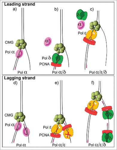 Figure 3. Asymmetric use of DNA polymerases at a replication fork. The diagrams refer to conclusions from in vitro replisome reconstitution reactions demonstrating that Pol epsilon is the dominant enzyme on the leading strand and Pol delta is the dominant enzyme on the lagging strand Citation38,43. (A) Pol α functions with CMG on the leading strand, (B) Pol delta switches with Pol α on the leading strand but lowers synthesis, (C) Pol epsilon takes over from both Pols α and delta to provide the most synthesis on the leading strand. (D) Pol α can function on the lagging strand in the absence of other polyemrases, (E) Pol epsilon takes over from Pol α on both strands, but is only active on the leading strand, (F) Pol delta extends Okazaki fragments in the presence of Pol epsilon and Pol α.