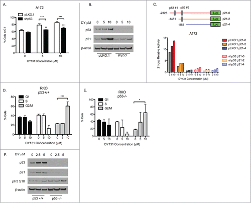 Figure 6. ERRβ isoform determines phase of cell cycle arrest, not p53 status. (A) Percentage of A172-pLKO.1 and -shp53 stable cells in G1 determined by flow cytometry (n = 3, 2 way ANOVA) after 24 h DY treatment. (B) Protein expression of p53 and p21 in A172-pLKO.1 and -shp53 24 h after DY treatment. (C) p21 promoter reporter assay. Schematic of the p21 promoter constructs used containing both p53 binding sites (p21-0), deletion of one p53 binding site (p21-2) or deletion of both p53 binding sites (p21-4) (top). A172 pLKO.1 and -shp53 stable cells transfected with indicated p21 promoter deletion constructs (24 h) and treated with DY131 (20 h). (D) Cell cycle profile of RKO p53 wild type cells (n = 3, one-way ANOVA) after 24 h treatment determined by flow cytometry. (E) Cell cycle profile of RKO p53 null isogenic mutant (n = 3, one-way ANOVA) after 24 h treatment determined by flow cytometry. (F) Protein expression of p53, p21 and phospho-H3 ser10 in RKO isogenic mutants 24 h after DY treatment. (*P < 0.05 **P < 0.01 ***P < 0.001).