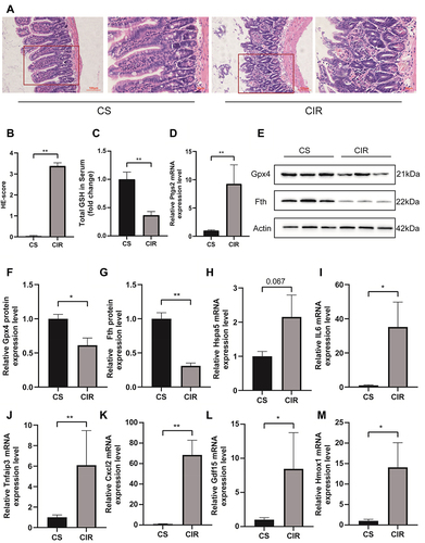 Figure 6 H&E staining and histological injury scoring (Chiu’s score) of the intestinal mucosa (A and B). Red boxed areas are shown in higher magnification. Magnification 400×, bar = 50µm, magnification 200×, bar=100μm (n = 5). The glutathione (GSH) levels in serum (C). Relative mRNA expression of Ptgs2 (D), the expression level of Fth and Gpx4 in the small intestine (E–G). Relative expression of mRNA by qRT-PCR (n = 4–6) (H–M). The results are expressed as the mean ± SEM. *p < 0.05, **p < 0.01.