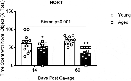 Figure 6. The effects of aged or young gut microbiome on short-term memory recall using the novel object recognition test (NORT). Duration of time spent at the novel object as a percent of the total time. Significant main effect of gut microbiome using 2 way repeated measures ANOVA P < .001, N = 10–11. *, ** P < .05 and <0.01 compared to young biome of the same time (post hoc Holm-Sidak test). See Supplemental Table I for more statistical details. Note: one mouse with an aged microbiome failed to explore at 60 d and was omitted from the analysis