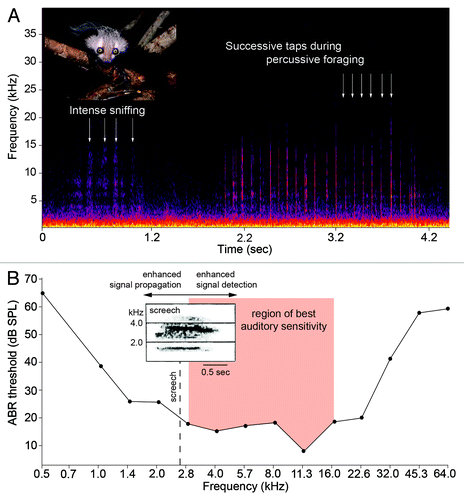 Figure 1. (A) Adult aye-aye and spectrogram of percussive foraging behavior. Each tap of the third digit is discernable with a dominant energy of 6–15 kHz. (B) Mean audiogram of two aye-ayes and the region of best auditory sensitivity (modified from Ramsier et al.Citation21). Insert: spectrogram of the aye-aye’s primary long-distance vocalization, the screech (‘aack’ variant), with a dominant frequency of 2.66 kHz (modified from Figure 1J in Stanger and MacedoniaCitation30). Photograph of aye-aye by D.M. Haring, reproduced with permission.