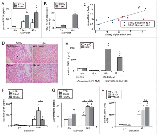 Figure 8. Increased secretion of FGF21 from autophagy-deficient kidney is associated with increased ketone bodies under prolonged starvation. FGF21 expression in the PTCs in response to autophagy-deficiency was investigated in vivo and in vitro. (A to C) Plasma concentration (A) and mRNA expression level in the kidney (B) of FGF21 in fed and 24- or 48-h starved atg5-TSKO and atg5F/F-CTRL mice (n = 10 to 14 (A), 7 to 9 (B) in each group). (B) Data are expressed as the fold change relative to the mean value of fed atg5F/F-CTRL mice. (C) Correlation between plasma ketone body concentration and Fgf21 mRNA expression level in the kidney on log-scale (n = 14; R2 = 0.622; P < 0.001, as determined by linear regression analysis). (D) Representative images of in situ hybridization of Fgf21 in the kidney of 48 h starved atg5F/F-CTRL and atg5-TSKO mice. Bars: 50 μm. CTRL, atg5F/F-CTRL mice; TSKO, atg5-TSKO mice. (E) Medium FGF21 concentration in autophagy-competent and -deficient PTCs that were incubated with 5% FBS or 250 μM OA for 12 h followed by starvation with 0.1% FBS for 12 h (n = 5 in each group). Atg5+, autophagy-competent PTC; atg5−/−, autophagy-deficient PTC. (F to H) Plasma FGF21 concentration (F), ATP per protein amount in the kidney (G) and plasma ketone body concentration (H) in atg5F/F or fgf21F/F-CTRL, Fgf21+/+atg5-TSKO and fgf21, atg5-TSKO mice under fed or 48-h starved condition (n = 5 in each group). CTRL, atg5F/F or fgf21F/F-CTRL mice; TSKO, Fgf21+/+atg5-TSKO mice; TSDKO, fgf21, atg5-TSKO mice. Data are provided as mean ± SE. Statistically significant differences (*P < 0.05 vs. atg5F/F-CTRL mice under the corresponding condition (A and B); *P < 0.05 vs. autophagy-competent cells of the corresponding condition (E); #P < 0.05 vs. fed mice (A and B, F to H); #P < 0.05 vs. control PTCs (E)) are indicated. n.s., not significant.