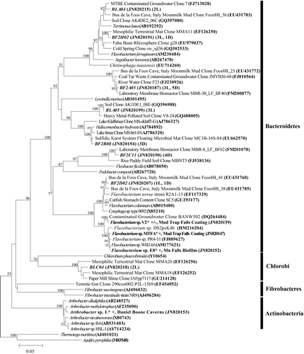 Fig. 7 Neighbor-joining tree inferring the phylogenetic relationship between cultured strains* (asterisks) and those found in clone libraries in Carter Saltpeter Cave, Carter County, TN in this study for sequences clustering in the Bacteroidetes, Chlorobi, and Actinobacteria. Isolates that oxidize Mn(II) continually are indicated by a +; isolates that oxidize Mn(II) intermittently are indicated by a ±. Source of isolation is noted immediately before accession number. The number of sequences from each library [Mn Falls Light (L) and Mn Falls Dark (D)] representing a particular OTU is given in parentheses following the NCBI accession number. Alignments were created using the on-line SILVA aligner. Dendogram was created using PHYLIP. Bootstrapping values are shown for nodes that were supported >50% of the time and with maximum-likelihood analysis (data not shown). Aquifex pyrophilus and Thermotoga maritima were used as outgroups. Branch lengths indicate the expected number of changes per sequence position (see scale bar).