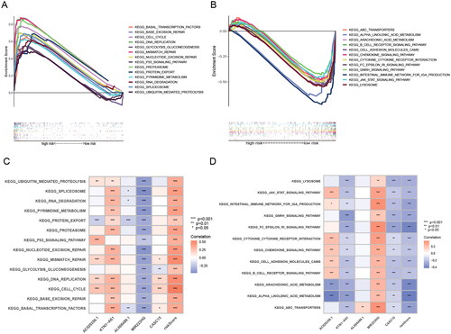 Figure 6. GSEA analysis of ERs-related lncRNA Signature. (A) GSEA analysis of high-risk group calculated by ERs-related LncSig. (B) GSEA analysis of low-risk group calculated by ERs-related LncSig. (C) Correlation of GSEA enriched pathways with each model gene in the high-risk group. (D) Correlation of GSEA enriched pathways with each model gene in the low-risk group.