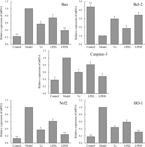 Figure 5 Effects of lemon peel on Bcl-2, Bax, Caspase-3, Nrf2, and HO-1 mRNA expression. *There was a significant difference between the experience group and the model group at the level of P < 0.05. **There was a significant difference between the experience group and the model group at the level of P < 0.01. Control: untreated H9c2 cells; model: H2O2-treated H9c2 cells; Vc: H2O2- and 100 μmol/L vitamin C-treated H9c2 cells; LPEL: H2O2- and 50 μmol/L LPE-treated H9c2 cells; LPEL: H2O2- and 100 μmol/L LPE-treated H9c2 cells.