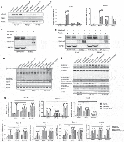 Figure 5. PDK1-RSK signal is required for Caspase-8 blockade during SopF-mediated S. Typhimurium infection. (a, b) Streptomycin-pretreated C57BL/6 mice were orally infected with 5 × 107 CFU of STM-WT, STM-ΔsopF or STM-ΔsopF/psopF. IECs were isolated from ceca of mice at 12 hpi, 48 hpi and 120 hpi. (c) 293 T cells were transfected with an empty vector or pcDNA3.1-SopF-6*His-T2A-GFP for 48 h. (d) Caco-2 cells were infected with STM-ΔsopF carrying an empty vector or a vector expressing SopF: His at an MOI of 100 for 2 hpi and 24 hpi. (c and d) His-tagged SopF were immunoprecipitated from cell lysates and assessed for their ability to bind endogenous PDK1. (e-h) After being pre-treated with mock (DMSO, 1 μL/mL), PDK1 inhibitor (AR-12, 1 μM) or RSK inhibitor (BI-D1870, 10 μM) for 1 h, Caco-2 cells were infected with STM-WT, STM-ΔsopF or STM-ΔsopF/psopF at 24 hpi. Western blot analysis of whole cell lysates with specific antibodies to (e) pro-Caspase-8, cleaved Caspase-8, PDK1 and pRSK; (f) GSDMD/GSDMD-NT, GSDME, GSDME-NT, pro-Caspase-3/cleaved Caspase-3; pMLKL and the control Actin. (g, h) Quantification of western blot analysis above. Data were compared by one-way ANOVA. Values are expressed as the means ± SD, and statistically significant differences are indicated. ***P < .001; **P < .01; *P < .05; ns: not significant. Data were from at least three experiments.