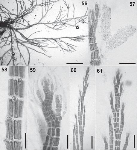 Figs 56–61. Polysiphonia brodiei: small and creeping forms in the Iberian Peninsula. 56. Habit of a tetrasporophyte growing on Codium adhaerens. 57. Spermatangial branches borne on every segment and without sterile apical cells. 58. Erect axes with scar cells of trichoblasts on every segment. 59–61. Upper portions of erect axes with branches arising in the axils of trichoblasts, 3 or 4 segments apart. Scale bars = 2 cm (Fig. 56), 80 µm (Fig. 57), 50 µm (Figs 58, 59), 500 µm (Fig. 60) and 200 µm (Fig. 61).