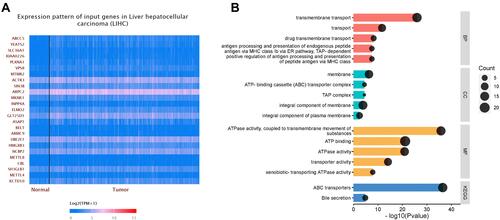 Figure 4 (A) The heat map of the top 25 co-expressed genes with ABCC5. (B) Functional enrichment analyses of ABCC5 and the co-expression genes in LIHC. GO enrichment analysis showed that the co-expressed genes were significantly enriched in BP, CC, and MF of LIHC. KEGG analysis showed that co-expression genes were mainly enriched in ABC transporters and bile secretion.