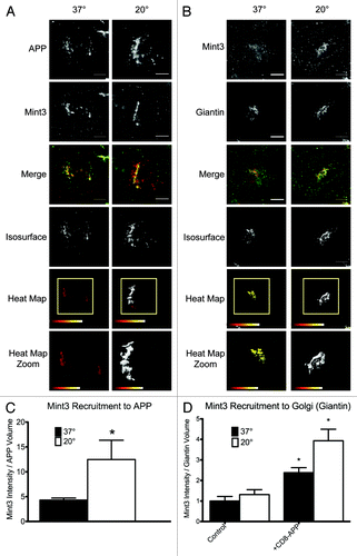 Figure 5. Example of a 3D3I application. Temperature block increases the recruitment of Mint3 to APP at the Golgi. HeLaM cells were transfected with empty plasmid or ones directing expression of full length human APP (A), (B) or CD8-APP (D) and the next day were fixed with or without imposition of the temperature blockade, as described under Materials and Methods. Cells were then stained for (A) APP and Mint3 or (B) Mint3 and giantin. Maximum intensity projections of widefield images are shown with isosurface generation using APP (A) or giantin (B) staining. Heat maps indicate the intensity of Mint3 staining within those isosurfaces. (C) The amount of Mint3 staining per APP volume was determined under the conditions shown in panel (A). (D) Control HeLaM cells, or cells expressing CD8-APP were maintained 37°C or temperature blocked prior to fixation, and stained with antibodies directed against Mint3 or CD8. Bars in (C and D) show the average from n ≥ 7 cells per condition, representative of at least three independent experiments. Error bars indicate standard error of the mean (SEM). Asterisks indicate a p < 0.01, each compared with control, steady-state staining.