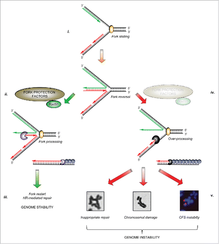 Figure 1. The importance of fork protection in maintaining genome stability: i. Cellular replication forks can stall for a variety of reasons. In certain circumstances, stalled forks may reverse to aid repair or restart. ii. A number of fork protection factors including RAD51 (described in the text) act to protect nascent DNA from over-processing by cellular nucleases (denoted by ‘pacman’ symbols). iii. This allows subsequent fork restart and/or repair by homologous recombination, and prevents genome instability. iv. In the absence of these protective factors, excessive nucleolytic processing of stalled/reversed forks leads to common fragile site and chromosomal instability, or to inappropriate repair giving rise to chromosomal fusions and radial chromosomes, ultimately leading to genomic instability (v).