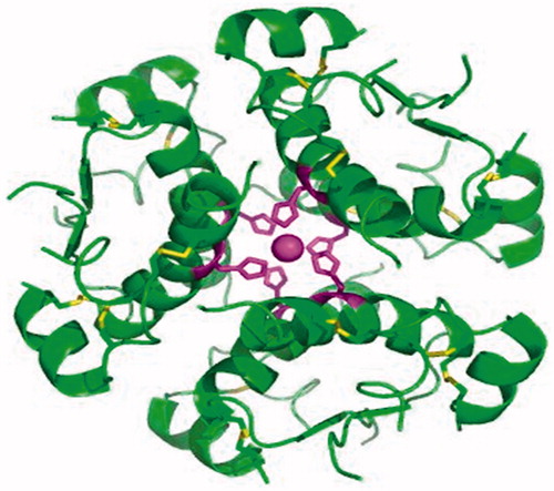 Figure 1. The protein structure of insulinCitation20–22.