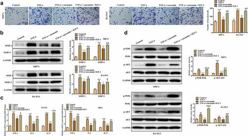 Figure 5. IGF-1 rescued the effects of curcumin on the migration and inflammatory response of RA-FLSs. (a) Invasion of MH7A and RA-FLS in the control, TNF-α, TNF-α + curcumin, and TNF-α + curcumin + IGF-1 groups was evaluated by Transwell assay. (b) Western blot analysis was conducted to detect protein levels of MMP-2 and MMP-9. (c) qRT-PCR analysis was utilized to measure levels of inflammatory cytokines in different groups. (d) Protein levels of p-PI3K, PI3K, p-AKT, and AKT in MH7A and RA-FLS were evaluated by western blot analysis. *p < 0.05, **p < 0.01, ***p < 0.001 vs. control, #p < 0.05, ##p < 0.01, ###p < 0.001 vs. TNF-α, &p < 0.05, &&p < 0.01, &&&p < 0.001 vs. TNF-α + curcumin.