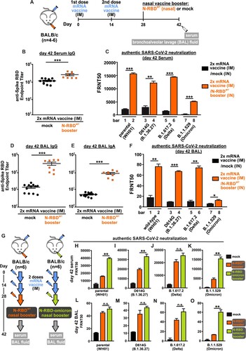 Figure 1. Neutralizing antibodies elicited by nasal N-RBD vaccine boosters. (A) Experimental design for nasal vaccine booster. Mice were intramuscularly injected with 2 doses of COVID-19 mRNA vaccine (1 µg per mouse), with 14 days apart. At day 28, 18 µg N-RBDWT (recombinant SARS-CoV-2 spike RBD fused with nucleocapsid NTD) was administered intranasally for the booster group (n = 4 biological replicates). PBS was given intranasally for the control group (n = 6 biological replicates). Sera and bronchoalveolar lavage (BAL) fluids were collected at day 42. (B) Serum anti-SARS-CoV-2 spike RBD antibody at day 42 was detected by ELISA and presented as IgG endpoint titer. (C) SARS-CoV-2 virus neutralization of pooled sera from day 42 was quantitated by focus reduction neutralization (FRNT) assay. Data were shown as the reciprocal of dilution where 50% focus reduction was detected (FRNT50). (D and E) BAL anti-SARS-CoV-2 spike RBD IgG (D) and IgA (E) at day 42 was determined by ELISA. (F) SARS-CoV-2 virus neutralization of pooled BAL fluids from day 42 was quantitated by FRNT assay and presented as FRNT50. (G) Similar to A, mice were given 2 doses of COVID-19 mRNA vaccines, and N-RBDWT or N-RBDOmicron booster were administered intranasally at day 28 (n = 6 biological replicates). (H-K) SARS-CoV-2 virus neutralization of pooled sera obtained from N-RBDWT and N-RBDOmicron booster groups at day 42 were quantitated by FRNT assay. (L-O) Neutralization of pooled BAL fluids obtained from N-RBDWT and N-RBDOmicron booster groups at day 42. Samples were measured in duplicates and all data points (8-12 replicates) were included in statistical analysis. Statistical tests were performed using two-tailed unpaired t-test. (*: p < 0.1; **:p < 0.05; ***:p < 0.005; n.s.: not significant).