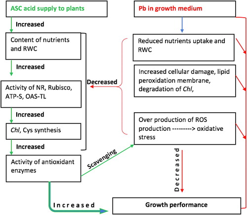 Figure 5. Diagrammatic presentation of ASC (ascorbic acid) role in tolerance of plants to lead Pb (lead) toxicity. RWC – relative water content, NR – nitrate reductase, Rubisco – ribulose-1,5-bisphosphate carboxylase/oxygenase, ATP-S – ATP sulfurylase, OAS-TL – O-acetylserine(thiol)lyase, Chl – chlorophyll, Cys – Cysteine, ROS – reactive oxygen species.