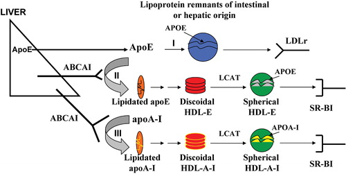 Figure 7 Diagram showing the participation of apoE in the chylomicron pathway(branch I), the participation of apoE in the biogenesis of apoE‐containing HDL (branch II), and the participation of apoA‐I in the biogenesis of apoA‐I‐containing HDL (branch III).