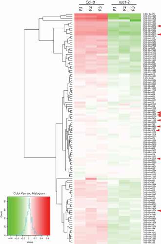 Figure 4. Heat map representation of rRNA 2ʹ-O-methylation in Arabidopsis. Differential methscore levels for 115 rRNA 2ʹ-O-methylated sites observed in three Col-0 and three nuc1-2 biological replicates (R1-R3) are shown. The rRNA sites are clustered according to hclust/ward.D2 method. Arrow heads show rRNA sites without associated guiding snoRNA. The colour key, histogram and values are shown