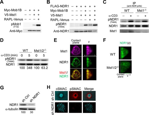 FIG 6 Requirement of TCR-triggered activation of NDR1 for IS formation. (A) Enhanced phosphorylation of Mob1B by Mst1 in the presence of RAPL. Mob1B phosphorylation was detected with anti-phospho-Mob1B (pT12) following transfection with Myc-Mob1B, V5-Mst1, and RAPL-Venus as indicated. (B) RAPL and Mob1B induced NDR1 phosphorylation by Mst1. Phosphorylation of NDR1 (pT444) was detected with anti-phospho-NDR antibody (pAb). (C) Phosphorylation of NDR1 (pT444) in wild-type and Mst1−/− T cells after TCR ligation. T cells stimulated with anti-CD3 or left unstimulated were examined for NDR1 phosphorylation after immunoprecipitation (IP) of NDR1. The blots were reprobed for NDR1 and Mst1. (D) Phosphorylation of NDR1 (pT444) in wild-type and Mst1/2 DKO T cells were examined as described above. Percentages of NDR1 phosphorylation were normalized to total NDR1. (E) Localization of Mst1 and NDR1 in IS. OT-II T cell IS were fixed and immunostained for Mst1 (magenta) and NDR1 (green). Colocalization is indicated by yellow in the merged image (bottom). (F) 3D image (z) for NDR1 in IS of OT-II T cell blasts from wild-type and Mst1/2 DKO mice. The dashed line indicates the contact plane. (G) Knockdown of NDR1 with shRNA. Expression of NDR1 in cultured OT-II T cells transduced with lentiviral vectors containing control shRNA (sh Ctrl) and NDR1-specific shRNA (sh NDR1). Values at the bottom indicate the percentages of NDR1 expression normalized to α-tubulin expression. (H) Representative images of IS (cSMAC, pSMAC, and merged) in NDR1 knockdown T cell blasts. Scale bars, 2.5 μm.