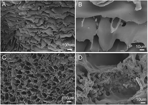 Figure 2. Morphologies of SF and SF-PEG sponges determined by SEM. A and B are SF sponge, C and D are SF-PEG sponge.