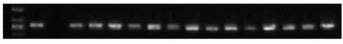 Figure 2 Detection of the pvl gene.Notes: ATCC49775. Due to limitations of instrument, only 14 pvl-positive strains are shown here.Abbreviations: M, marker; P, pvl-positive strain; N, pvl-negative strain.