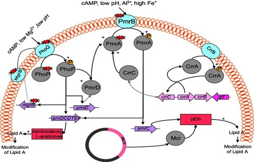 Figure 1 Regulation and plasmid-mediated pathways of lipopolysaccharide modifications in Enterobacteriaceae.