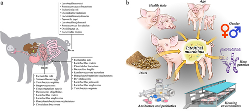Figure 1. Microbial compositions in different gut locations and the factors influencing gut microbial compositions in pigs. (a) the main bacterial species residing in the ileum, cecum, and feces. The data from Chen et al. (2021). (b) host and environmental factors influencing pig gut microbiota.