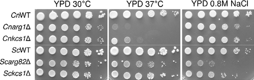 Figure 2. Arg1 and Arg82 differentially contribute to stress adaptation of C. neoformans and S. cerevisiae. WT and the indicated mutant strains were spotted onto plates containing the various media, as indicated, from 106 cells per drop to 10 cells per drop, and incubated for 2–4 days