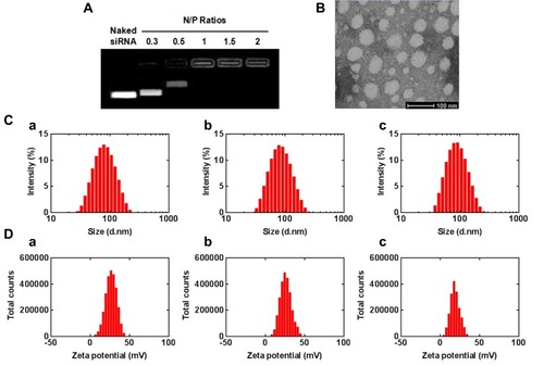 Figure 2 Preparation and characterization of TMZ-A2PEC/siPLK1. (A) Gel retardation assay of binding capacity of siPLK1 at various N/P ratios. (B) TEM image of TMZ-A2PEC/siPLK1. (C) The particle size distribution of A2PEC (a), TMZ-A2PEC (b) and TMZ-A2PEC/siPLK1 (c). (D) The zeta potential of A2PEC (a), TMZ-A2PEC (b) and TMZ-A2PEC/siPLK1 (c).