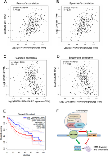 Figure 7 Expression of ANXA10 showed negative correlation with that of ZNF281/MTA1/NuRD complex. (A and B) Correlation of mRNA expression between ZNF281 and MTA1/NuRD signature that includes MTA1, HDAC1, CHD4, MBD2, MBD3 and HDAC2 in TCGA liver cancer database. (C and D) Correlation of mRNA expression between ANXA10 with ZNF281/MTA1/NuRD signature that includes ZNF281, MTA1, HDAC1, CHD4, MBD2, MBD3 and HDAC2 in TCGA liver cancer database. (E) Overall survival analysis with high and low expression of ZNF281/MTA1/NuRD signature in the TCGA liver cancer database. The 7 signatures mean the ZNF281/MTA1/NuRD signature mentioned above. (F) Proposed model demonstrating the regulation of ZNF281/MTA1/NuRD complex and ANXA10 on aggressiveness in HCC.