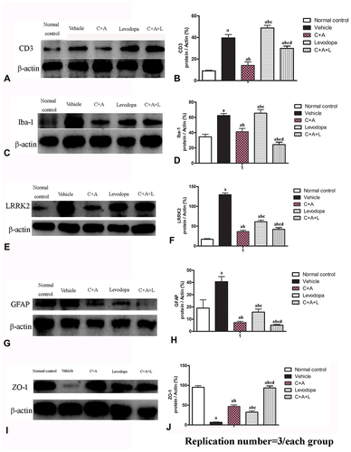 Figure 5 Expression of CD3 (A and B), Iba-1 (C and D), Lrrk2 (E and F), GFAP (G and H), and ZO-1 (I and J) by Western blot analysis. a, P < 0.05 versus control; b, P < 0.05 versus vehicle group; c, P < 0.05 versus C16+Ang-1 treated group; d, P < 0.05 versus levodopa-treated group.