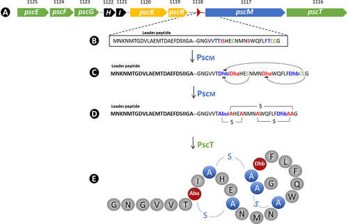 Figure 2. Schematic representation of the bacteriocin-encoding psc gene cluster as revealed by genome sequencing (A). The amino acid sequence of the unmodified pro-peptide is shown for the structural gene pscA (B). The product of pscM is predicted to dehydrate serines and threonines to dehydroalanine (dha) and dehydrobutyrine (dhb), respectively (C), and forms lanthionine (represented as A-S-A) and methyl lanthionine rings (represented as abu-S-A in order to keep consistency with previous studiesCitation36,Citation37) (D), while PscT is predicted to remove the signal peptide during transportation across the cell membrane resulting in active pseudocin 196 (E).Citation37