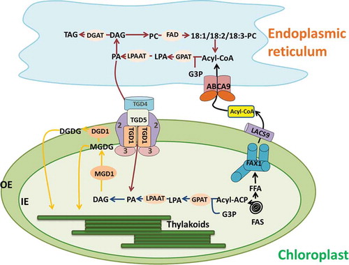 Figure 1. ER-chloroplast interacts in the process of lipid biosynthesis, including: exporting fatty acids from plastids, thylakoid lipid biosynthesis. Acyl-ACP is released from the fatty acid synthase complex (FAS) and hydrolyzed into free fatty acids (FFA), using the FAX1/LACS mechanism to export FFA, reactivated into the acyl-CoA in the outer membrane of the chloroplast, through the Kennedy pathway or acyl.The editing approach incorporates acyl-CoA into the ER lipid. TGD regulates the transport of lipids (mainly PA) across the inner and outer chloroplast membranes into the chloroplast. MGDG is synthesized from chloroplast-derived lipids and ER-derived lipids, which can then be desaturated by chloroplast-specific FAD. The blue arrow shows the lipid assembly reaction of the plastid pathway, the red arrow shows the ER pathway reaction, and the yellow arrow shows the common reaction, mainly the biosynthesis of MGDG and DGDG. The biosynthesis of MGDG occurs on the surface of the inner envelope, and the biosynthesis of DGDG occurs on the cytoplasmic surface of the outer envelope. FADs fatty acid desaturases, DGD1 digalactosyldiacylglycerol synthase 1, MGD1 monogalactosyldiacylglycerol synthase 1, PAP phosphatidic acid phosphatase, LPAAT lyso-phosphatidic acid acyltransferase, GPAT glycerol-phosphate acyltransferase, DGAT diac glycerol acyltransferase, TGD trigalactosyldiacylglycerol, LACS long-chain acyl-CoA synthetases, FAX1 fatty acid export 1, PA phosphatidic acid, PC phosphatidylcholine, MGDG monogalactosyldiacylglycerol, DGDG digalactosyldiacylglycerol