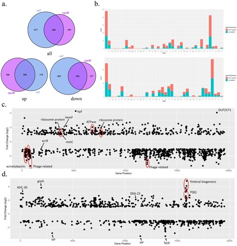 Figure 2. Overview of the transcriptional differences of XH1457 and XH1458. (a) The number of genes differentially expressed and shared in XH1457 and XH1458. (b) The differentially expressed genes were organized per COG category (up: XH1457; down: XH1458) and were arranged according to their gene position in (c) XH1457 and (d) XH1458. The differential expression level is represented by (log2 transformed fold change) relative to MDR-ZJ06. The dots indicate the differential expression of all open reading frames and several differentially expressed genes are circled here, with COG pathway information given (see results).