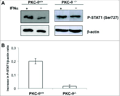 Figure 6. IFNα-mediated STAT-1 phosphorylation on Ser727 is partially dependent upon PKC-θ in NK cells. (A and B) Natural killer (NK) cells were isolated by MACS technology from spleens of wt (PKC-θ+/+) or protein kinase C-θ knockout (PKC-θ−/−) C57BL/6 mice and cultured in complete medium at 2 × 106 cells/mL in the absence (−) or in the presence (+) of 100 IU/mL of IFNα for 30 min. (A) Reactions were stopped in the cold, cells lysed, protein extracts prepared and STAT1 phosphorylation in Ser727 determined by immunoblot. β-actin expression was determined in parallel by immunoblot as loading control. (B) The phospho-STAT1/β-actin ratios were determined by densitometry and results expressed as the increase in this ratio between control cells and cells treated with IFNα in each case. Data shown are the mean ± SD of at least 2 different experiments for each condition.