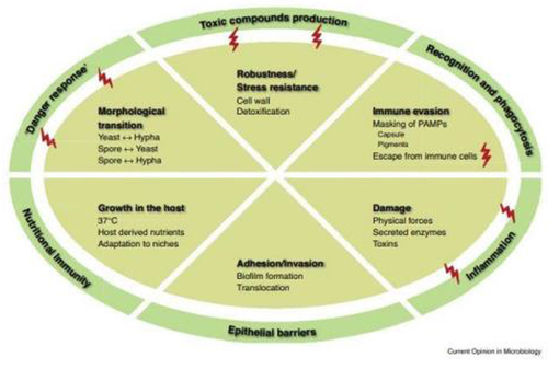 Figure 1 Virulence attributes of a prototypic human pathogenic fungus in interaction with the host.