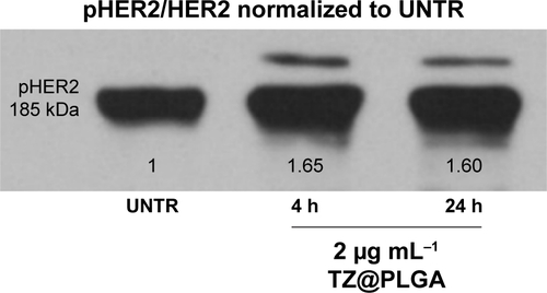 Figure S9 Western blot of unspecific IgG.Notes: Analysis of pHER2 expression on SKBR3 cells after treatment with TZ@PLGA at 2 µg mL−1 for 4 h and 24 h. Values were calculated as ratio between pHER2/HER2 and normalized with untreated cells (UNTR).Abbreviations: HER2, human epidermal growth factor receptor 2; TZ@PLGA, trastuzumab-loaded poly(lactic-co-glycolic) acid nanoparticles; UNTR, cells without treatment.