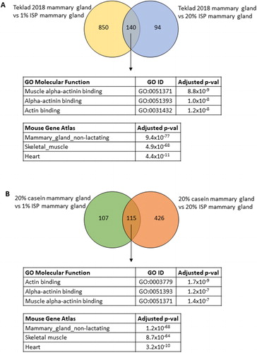 Figure 3. RNA sequencing data from normal mammary glands. Venn diagrams of the genes significantly, differentially expressed in the PND55 mammary glands from mice 20% ISP or 1% ISP diets compared to mice fed the Teklad 2018 diet (A) or the 20% casein diet (B). The tables show the top three gene ontology molecular functions and mouse tissues (Mouse Gene Atlas) associated with these differentially expressed genes shared by the ISP diets compared to the Teklad 2018 diet (A) and 20% casein diet (B).