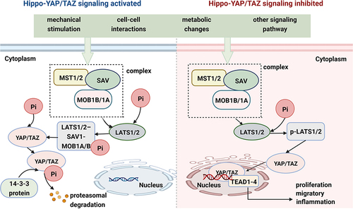 Figure 1 YAP/TAZ activity is tightly regulated via Hippo signaling. YAP/TAZ subcellular localization and transcriptional co-activator activity in specific contexts are mainly regulated by phosphorylation events. When core Hippo signaling are activated, YAP/TAZ are phosphorylated and promoted to be degradation in cytoplasmic, whereas an inactive Hippo kinase cascade could result in the transportation of YAP/TAZ from cytoplasm to the nucleus and the nuclear accumulation of YAP/TAZ. YAP/TAZ act as prominent links in the Hippo-YAP/TAZ signaling pathway and integrators of several other signal pathways.