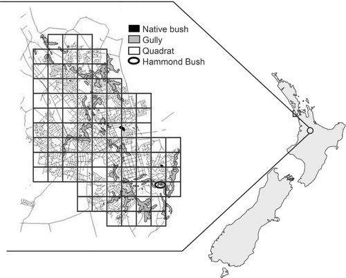 Figure 1 Location of Hamilton within the North Island of New Zealand, showing Hamilton's major gulley systems, forest remnants including Hammond Bush and the 90 citywide survey quadrats.