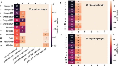 Figure 8. Enrichment of dsRNA-encoding genes among the genes expressed in 12 developmental stages of Drosophila melanogaster. For each development stage, the genes were grouped into 6 different categories according to their expression levels (see Materials and Methods). The p-values displayed in the figure represent the random statistical chance of finding genes that are present in the graph network illustrated in Fig. 7 within each sub category. A, B and C represent the interaction networks obtained by considering pairing lengths of 20, 25 and 30 bases, respectively.