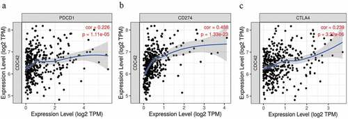 Figure 10. Correlation analyses between CDC42 expression and immune checkpoint inhibitors