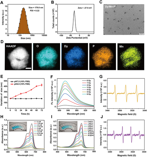 Figure 1 Synthesis and characterization of Dy/Mn-P. (A and B) Representative graphs of size distribution and zeta potentials of Dy/Mn-P, respectively. (C) TEM image of Dy/Mn-P. Scale bar = 100 nm. (D) HAADF-STEM image and elemental mapping for Dy/Mn-P. Scale bar = 20 nm. (E) Hydrodynamic size values of Dy/Mn-P in acetate buffer solution with 10%FBS at different pH values (7.5 and 4.8) for 72 h. (F) The generation of 1O2 caused by Dy/Mn-P after exposing to different radiation doses. (G) ESR spectrum of Dy/Mn-P exposed to 6 Gy X-ray radiation to observe 1O2 peaks. (H and I) Absorbance spectra change of MB under different concentrations of H2O2 or different concentrations of Dy/Mn-P. (J) ESR spectrum of Dy/Mn-P exposed to 6 Gy X-ray irradiation to observe •OH peaks.