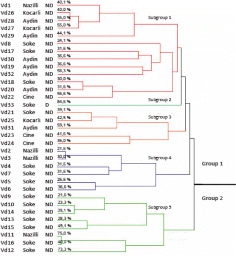 Fig. 2. Dendrogram derived from cluster analysis (UPGMA) of AFLP data obtained from amplification products using nine selective primers of combination in 33 Verticillium dahliae isolates. The values of % indicate the disease severity (in Table 1).