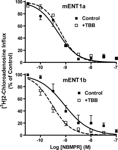 Figure 7.  Effect of TBB on NBMPR inhibition of [3H]2-chloroadenosine uptake by mENT1a and mENT1b. Cells, with (□, TBB) or without (▪, Control) 48 h treatment with 10 µM TBB, were incubated with 10 µM [3H]2-chloroadenosine for 15 sec in the presence or absence of the indicated concentrations of NBMPR. Data are shown as percent of control uptake where the control was the transporter-mediated uptake of 2-chloroadenosine in the absence of inhibitor. Each point represents the mean±SEM from five experiments conducted in duplicate. Ki values derived from these data are shown in Table III.
