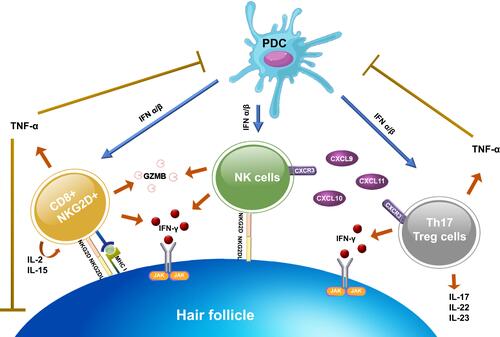 Figure 1 Immune system activation in AA. After the NKG2D receptor is recognized by the NKG2D associated ligands (MICA, ULBP3, and ULBP6), it promotes aggregation of CD8+NKG2D+ T cells. Activated CD8+NKG2D+ T cells mainly produce IFN-γ to upregulate MHC class I and II expression via the JAK-STAT pathway and generate GZMB to induce apoptotic cell death. Concurrently, CD8+NKG2D+ T cells increase an upregulation of γ-chain cytokines (IL-2 and IL-15), which create a positive feedback loop by promoting the activation of IFN-γ–producing CD8+NKG2D+ T cells. NK cells and CD4+ T cell subtypes (Th17 and T reg cells) also produce IFN-γ. NK cells attack hair follicles upon the binding of NKG2D ligand to NKG2D receptor and through CXCR3 ligands expression (CXCL9, CXCL10, and CXCL11). While CD4+ T cell subtypes, initiated by upregulation of MHC class II, trigger several pro-inflammatory cytokines and chemokines. PDCs play a role in the pathogenesis by producing a large amount of type I IFN to enhance the activation of CD8+, CD4+, and NK cells. However, TNF-α, created by CD4+ and CD8+ T cells, also have negative effects by suppressing PDCs activity and interfering with the keratinocytes differentiation.